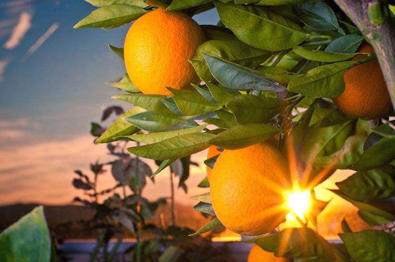 Citrus America It's a New Day for Juicing - 2013